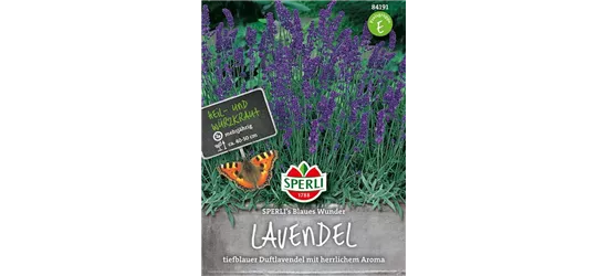 Lavendel 'Blaues Wunder'