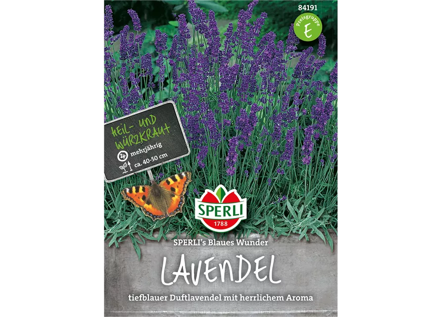 Lavendel 'Blaues Wunder'