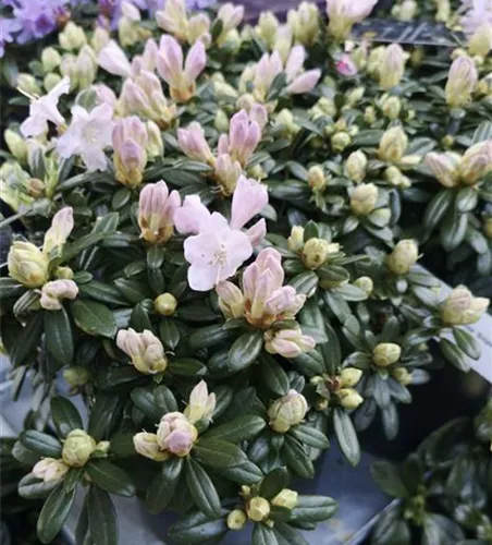 Rhododendron 'Snipe'