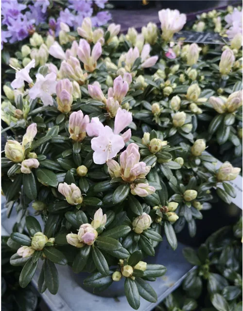 Rododendron pemakoense 'Snipe'