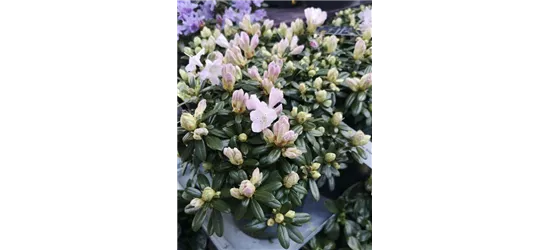 Rhododendron 'Snipe'