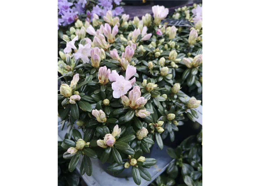 Rododendron pemakoense 'Snipe'