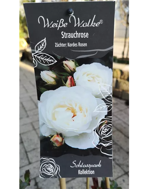 Rosa 'Weiße Wolke'®(s)