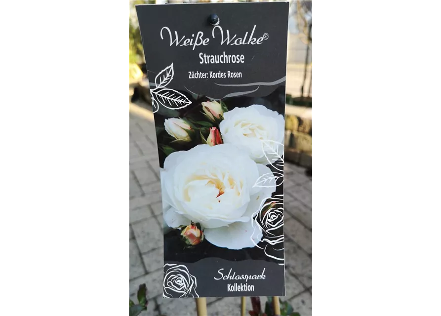 Rosa 'Weiße Wolke'®(s)