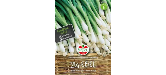 Winterzwiebel 'Freddy'