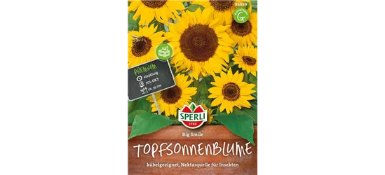 Sonnenblume 'Big Smile'
