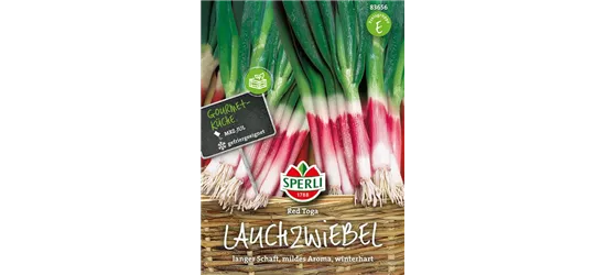 Lauchzwiebel 'Red Toga'