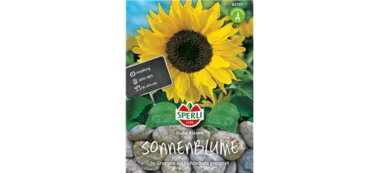Sonnenblume 'Hohe Riesen'