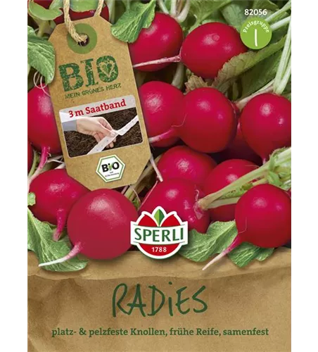Radieschen 'Rudolf'