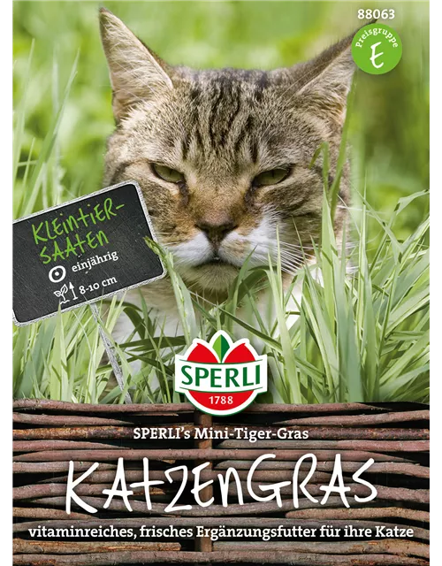 Katzengras