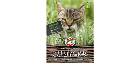 Katzengras