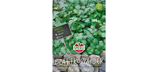 Blattkoriander 'Marino'