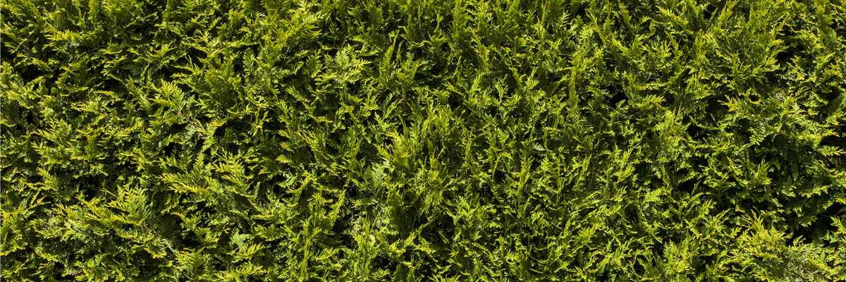 Thuja occidentalis 'Smaragd'