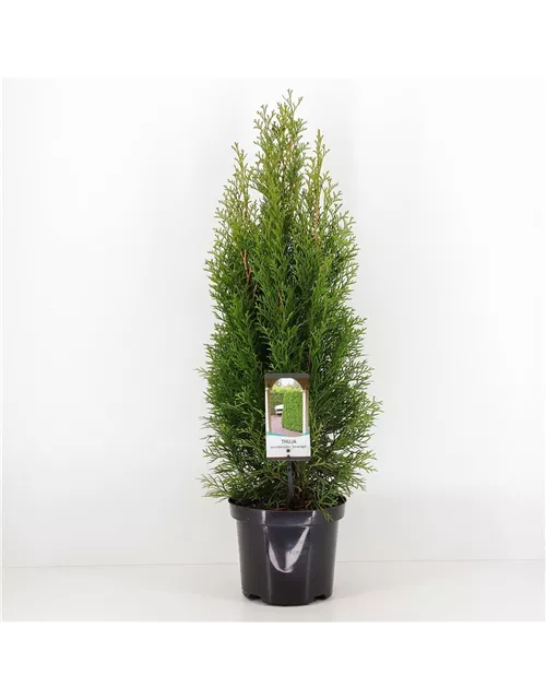 Thuja occidentalis 'Smaragd'