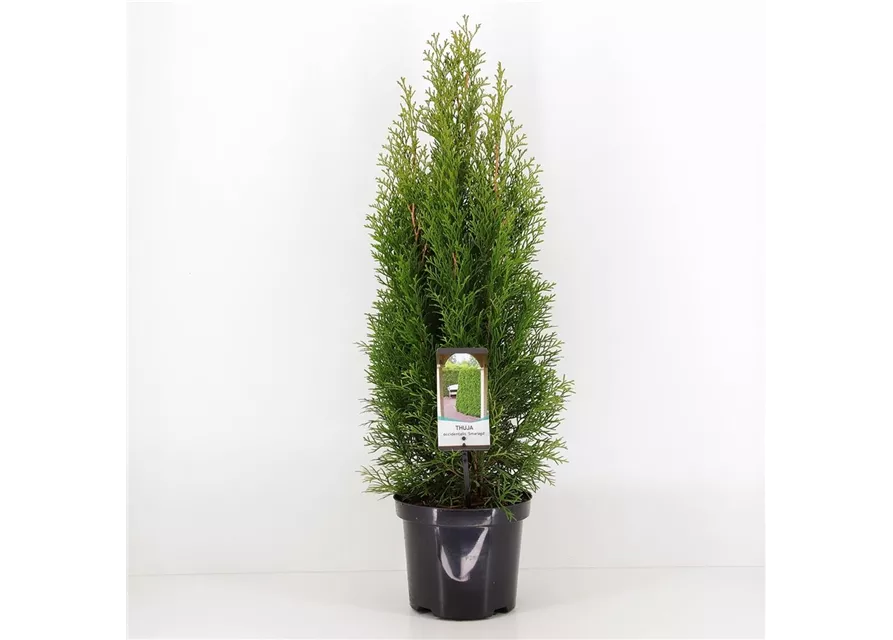 Thuja occidentalis 'Smaragd'