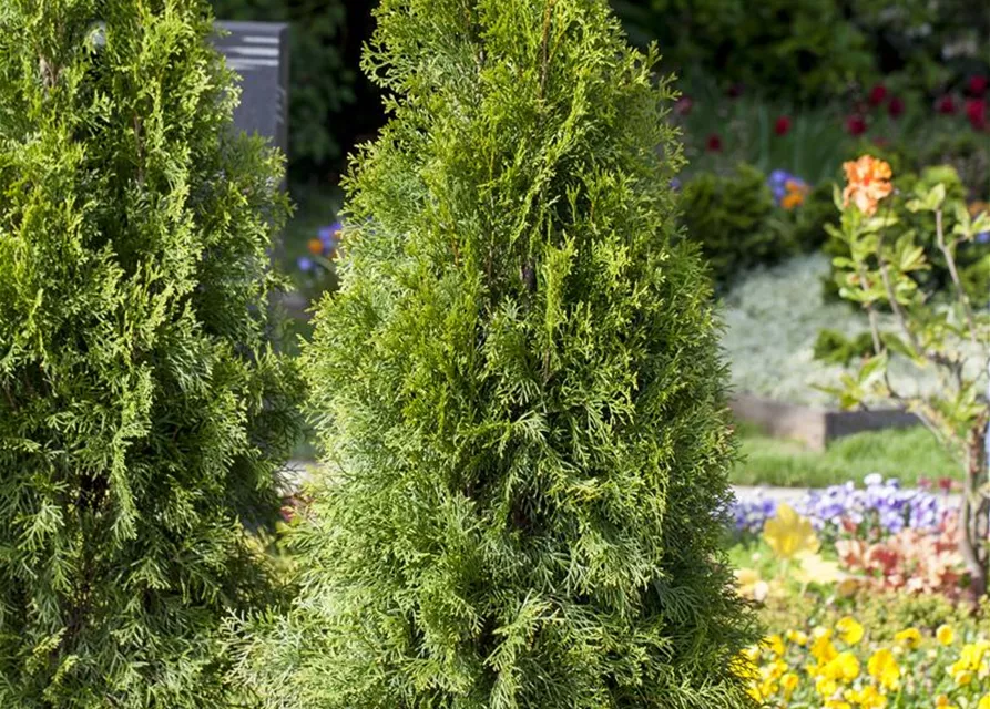 Thuja occidentalis 'Smaragd'