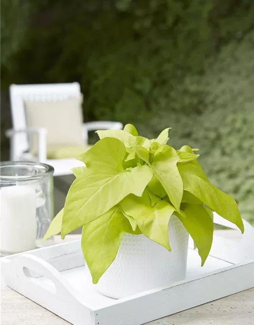 Ipomea batatas Topf D12cm