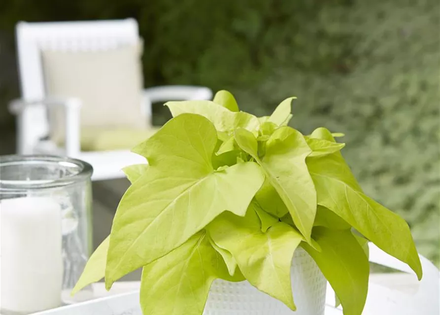 Ipomea batatas Topf D12cm