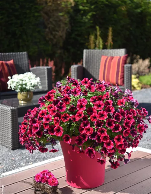 Petunie Hybride "sweetunia suzie storm'