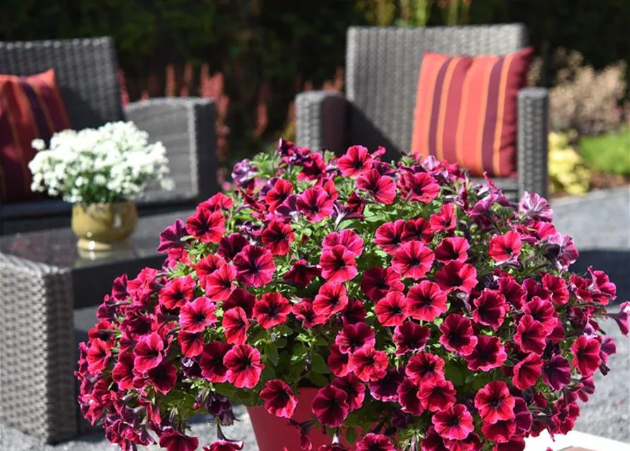 Petunie Hybride "sweetunia suzie storm'