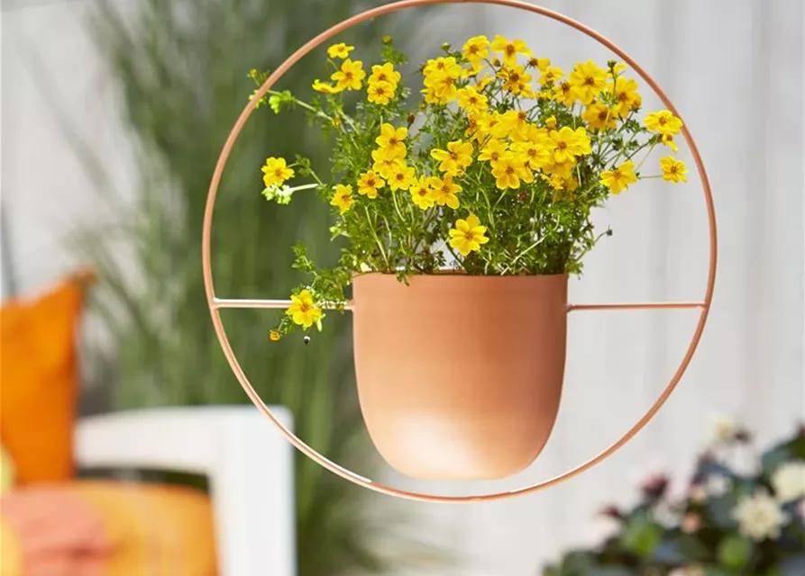 Schale Metall zum Hängen