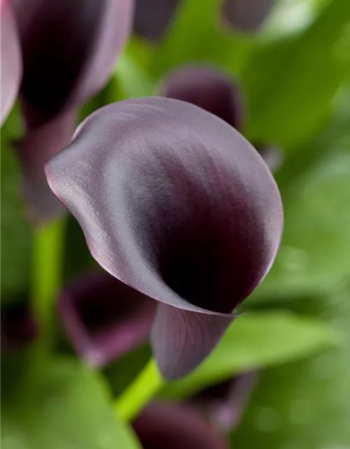 Zantedeschia aethiopica 'Odessa'