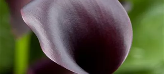 Zantedeschia aethiopica 'Odessa'