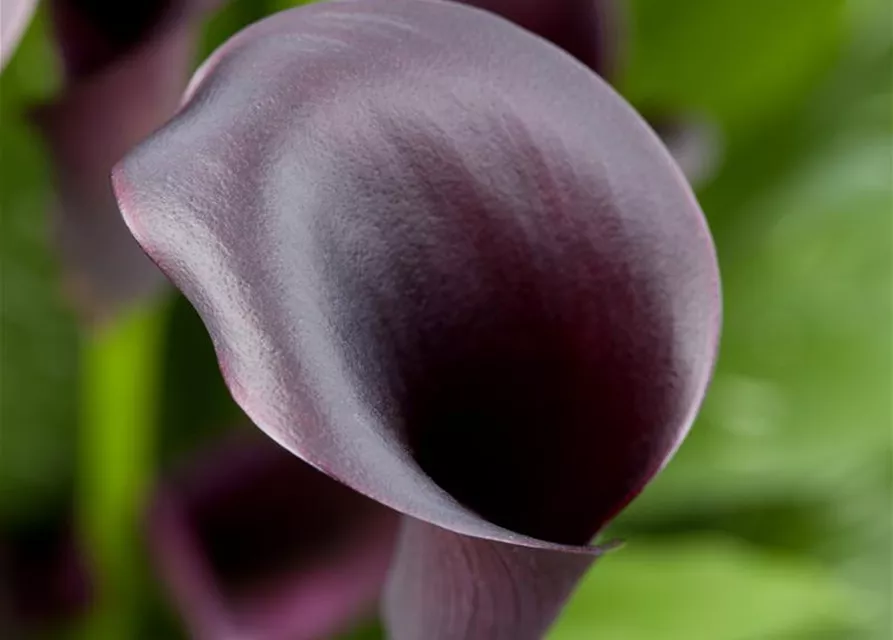 Zantedeschia aethiopica 'Odessa'