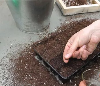 Bohnenkraut - Aussäen von Samen