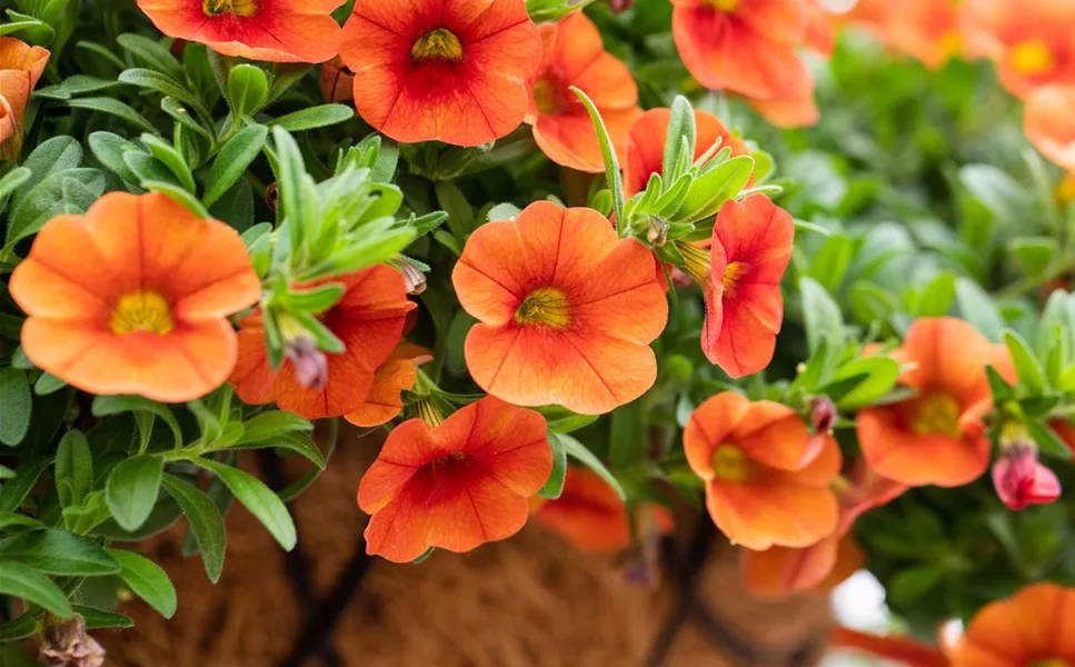 Petunie, Kapkörbchen und Co. - Die schönsten Pflanzen für Beet & Balkon