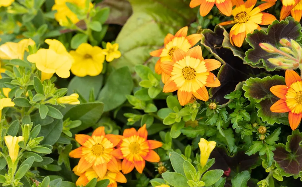 Die richtige Pflege - So werden Beet & Balkon zum Highlight