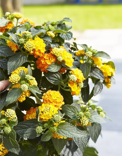 Wandelröschen im schönern Blütenfarbspiel