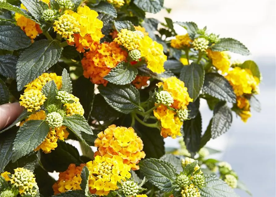 Wandelröschen im schönern Blütenfarbspiel