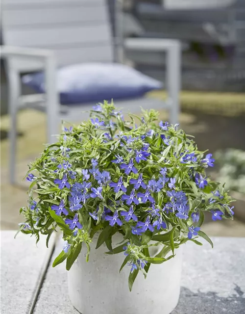 Lobelia Richardii Männertreu