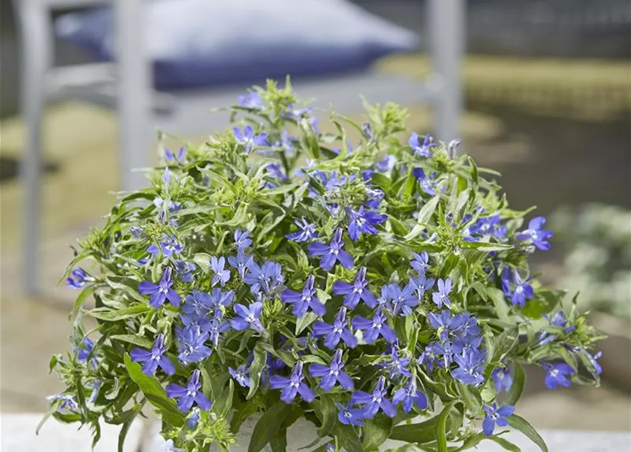 Lobelia Richardii Männertreu