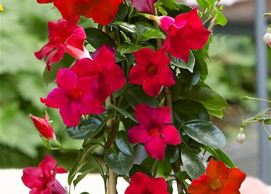 Mandevilla sanderi Pyramide