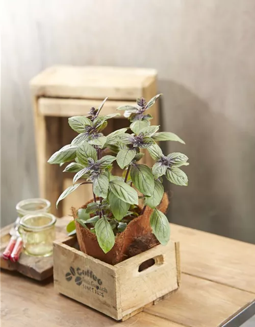 Strauchbasilikum Topf 12cm