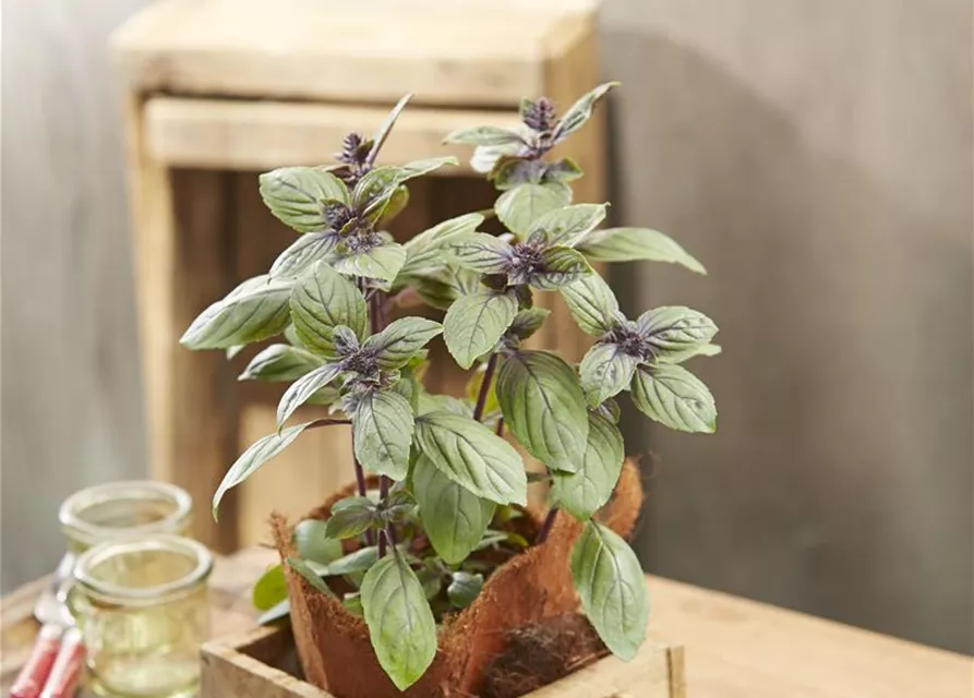 Strauchbasilikum Topf 12cm