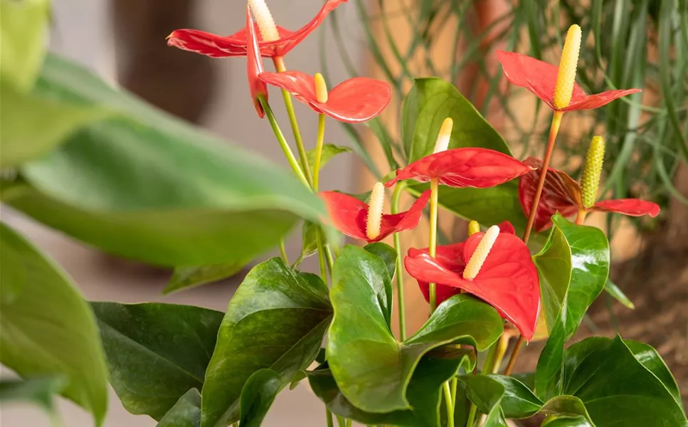 Außergewöhnliche Blüten - Blühpflanzen sind beliebte Zimmerpflanzen