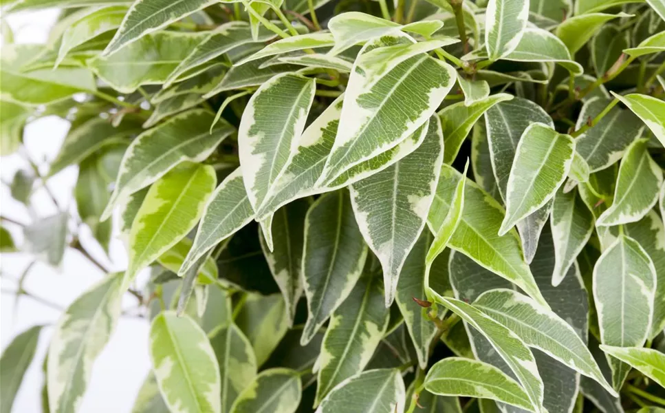 Besondere Blattmuster - Zimmerpflanzen als Grünpflanzen