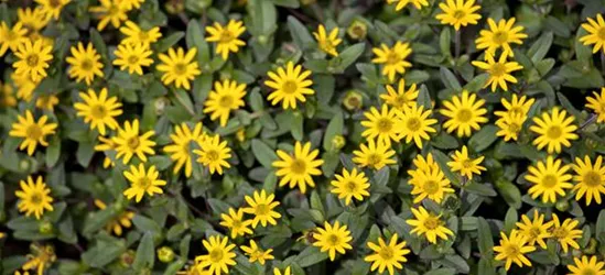 Husarenknopf 'Solaris® Yellow'