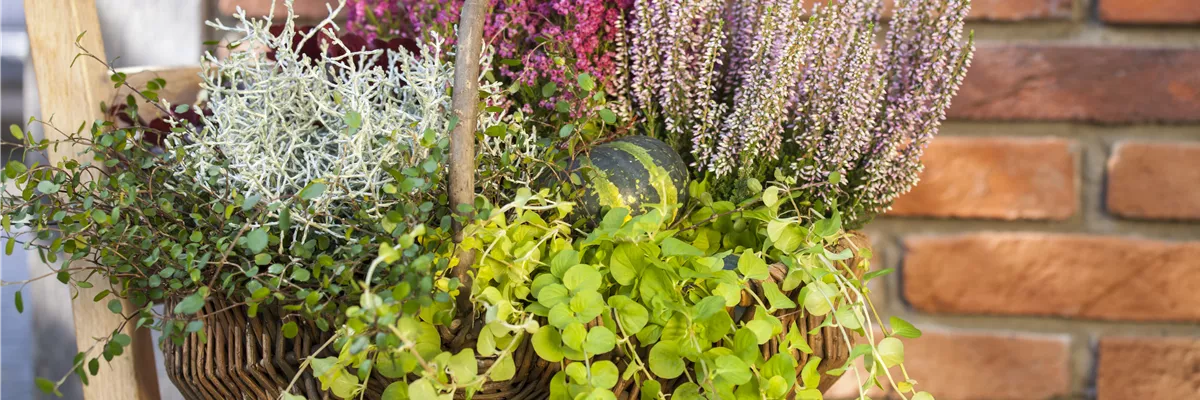 Lysimachia nummularia
