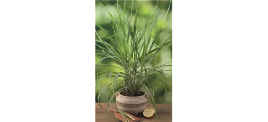 Zitronengras 'Tasty Lemon'