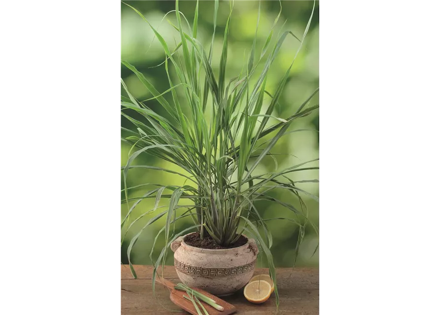 Zitronengras 'Tasty Lemon'