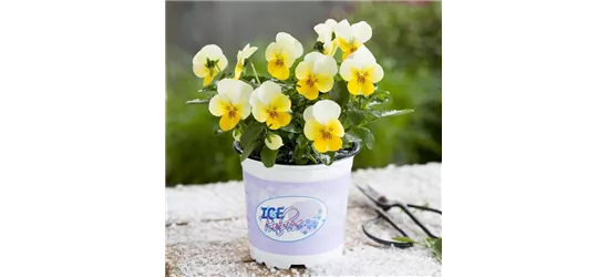Mini-Winterveilchen 'Ice Babies® Cream Yellow Lip'