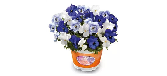 Hornveilchen 'Mix a Twix® Marina, Eye in the Sky, Snow'