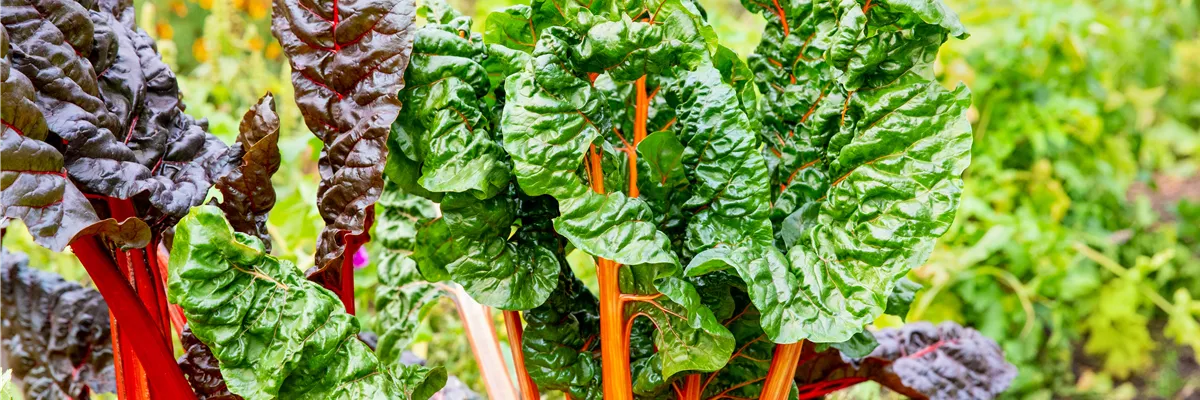 Beta vulgaris var. cicla