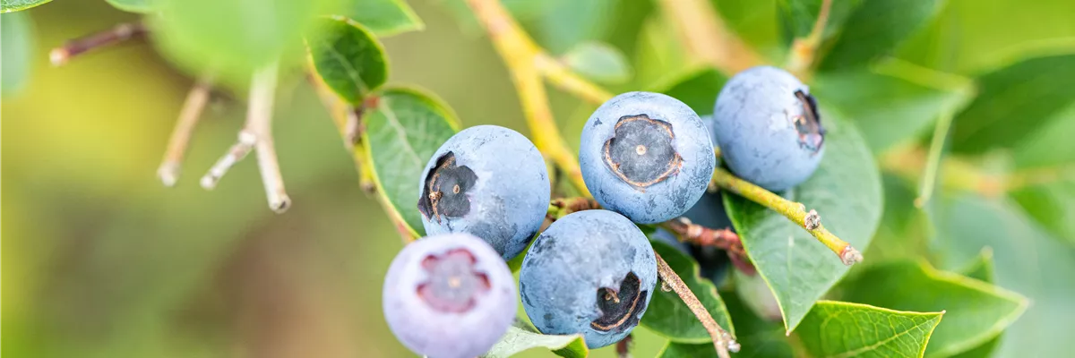 Vaccinium corymbosum