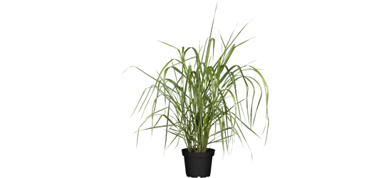 Garten-Ruten-Hirse 'Warrior'