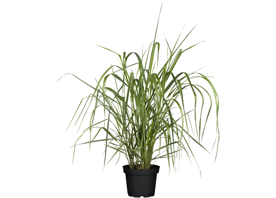 Garten-Ruten-Hirse 'Warrior'